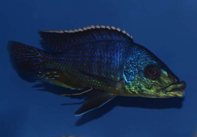 Protomelas ornatus 'Gome'